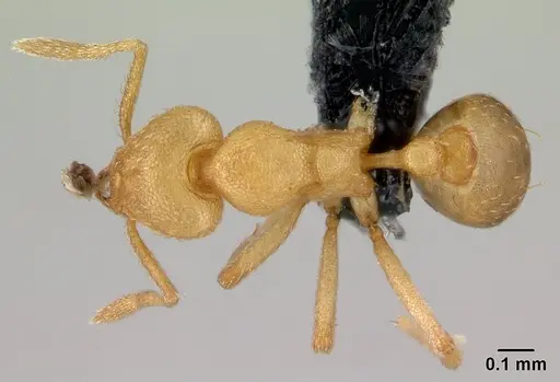 Strumigenys erynnes - CASENT0151597