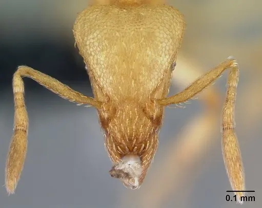 Strumigenys erynnes - CASENT0151597