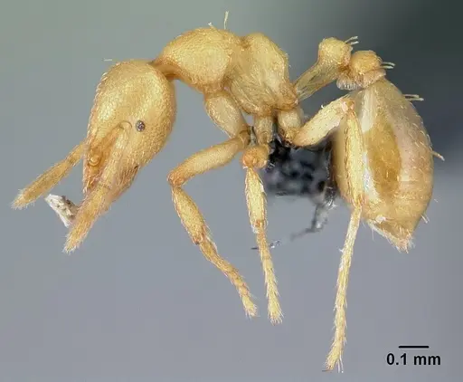 Strumigenys erynnes - CASENT0151597