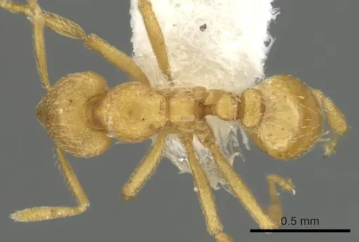 Strumigenys erynnes - CASENT0900034