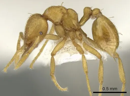 Strumigenys erynnes - CASENT0900034