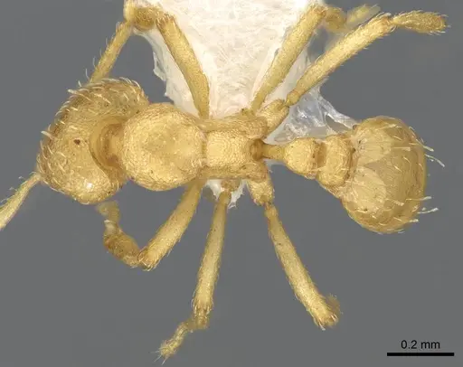 Strumigenys erynnes - CASENT0914634