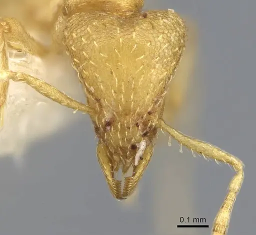 Strumigenys erynnes - CASENT0914634