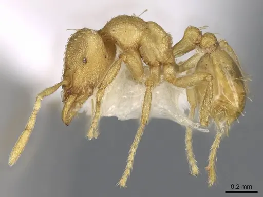 Strumigenys erynnes - CASENT0914634