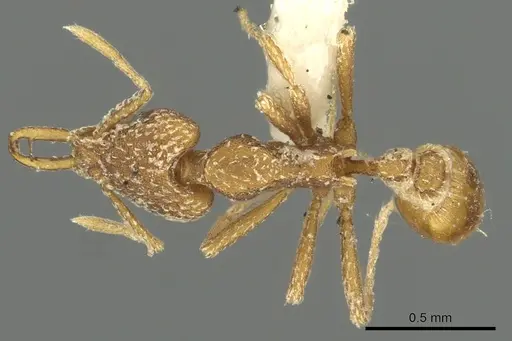 Strumigenys esrossi specimen