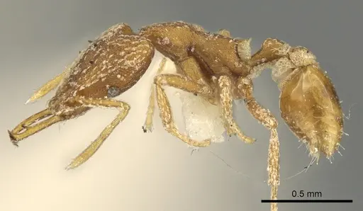 Strumigenys esrossi specimen