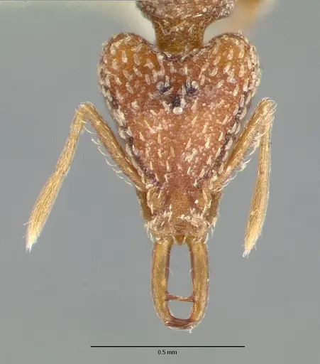 Strumigenys esrossi - CASTYPE06892-01