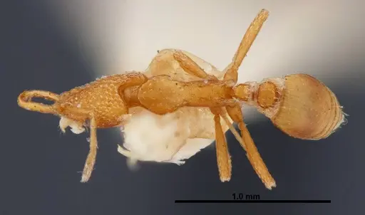 Strumigenys esrossi - FMNHINS0000057034