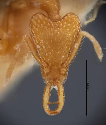 Strumigenys esrossi - FMNHINS0000057034