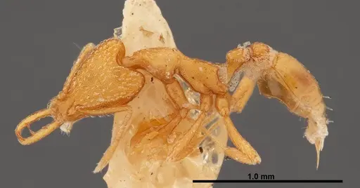 Strumigenys esrossi - FMNHINS0000057034