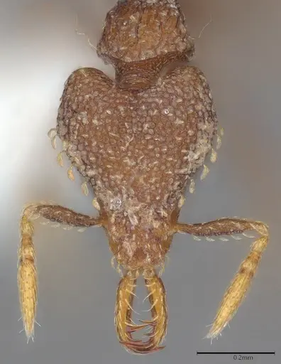 Strumigenys ettillax specimen