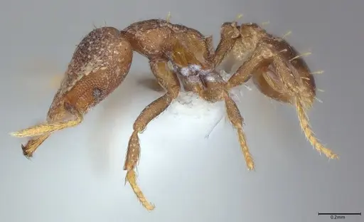 Strumigenys ettillax specimen