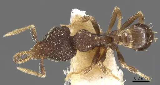 Strumigenys ettillax - CASENT0900603