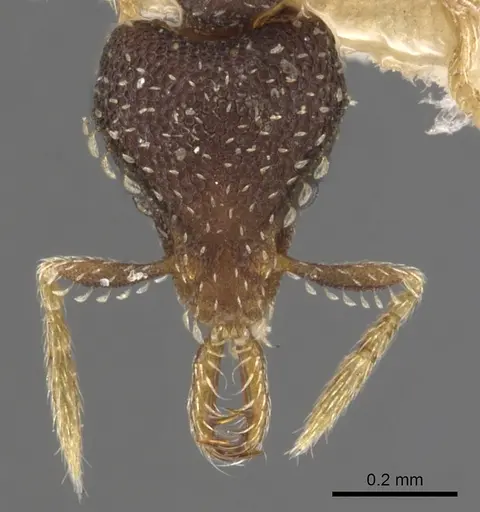 Strumigenys ettillax - CASENT0900603