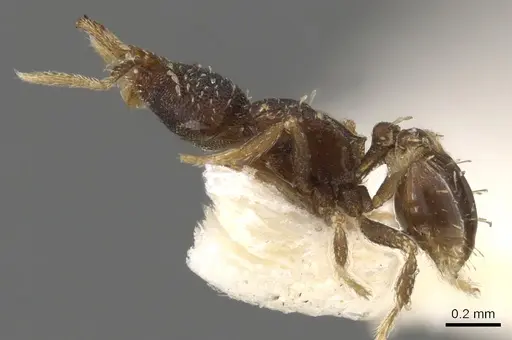 Strumigenys ettillax - CASENT0900603