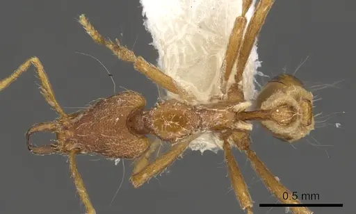 Strumigenys eumekes specimen