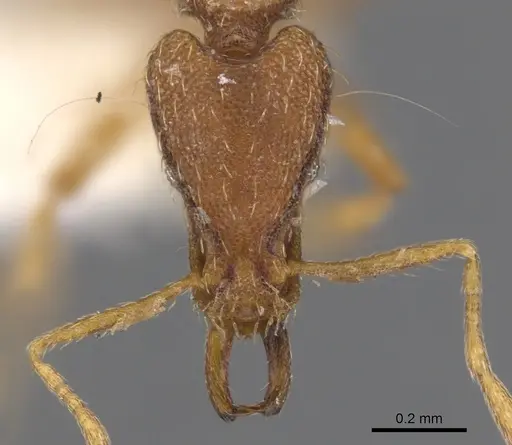 Strumigenys eumekes specimen