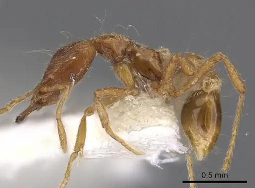 Strumigenys eumekes specimen