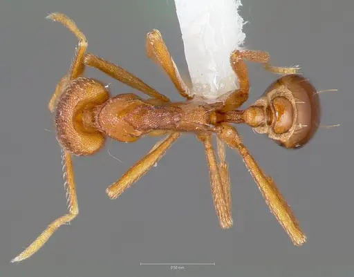 Strumigenys europs specimen