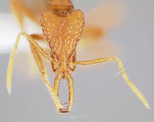 Strumigenys europs specimen