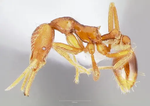 Strumigenys europs specimen