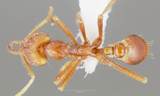 Strumigenys europs - CASENT0005534