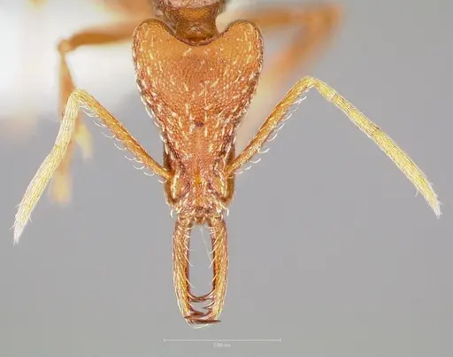 Strumigenys europs - CASENT0005534