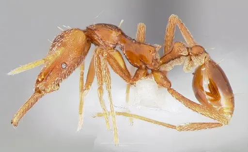 Strumigenys europs - CASENT0005534