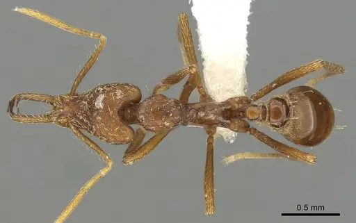 Strumigenys europs - CASENT0900721