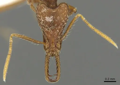 Strumigenys europs - CASENT0900721