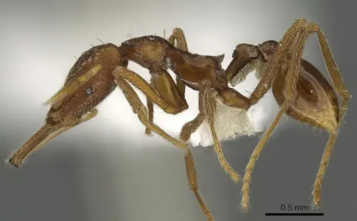 Strumigenys europs - CASENT0900721