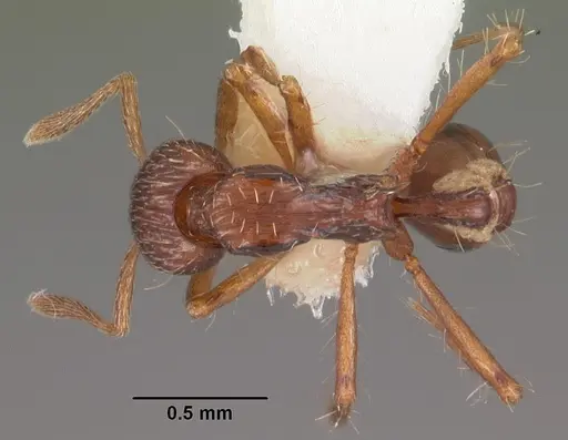 Strumigenys euryale specimen