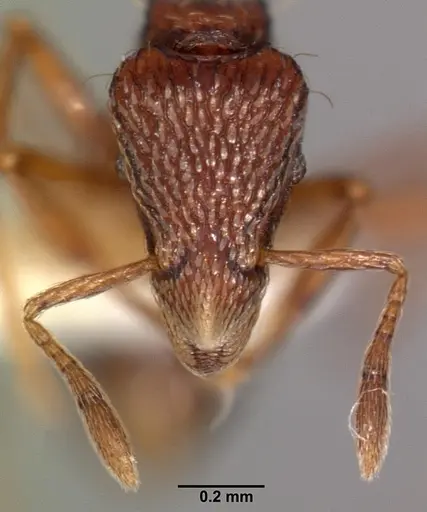 Strumigenys euryale specimen