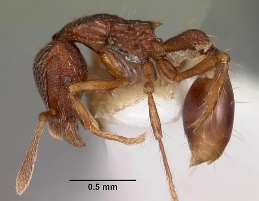 Strumigenys euryale specimen