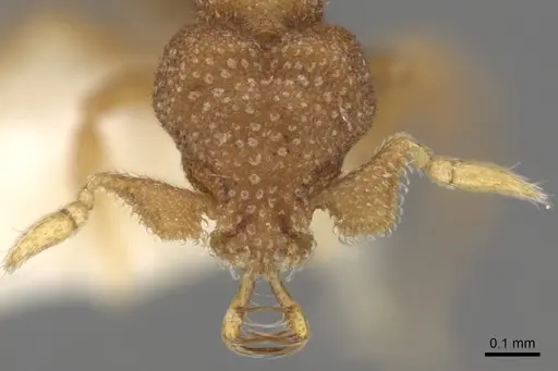 Strumigenys eurycera specimen