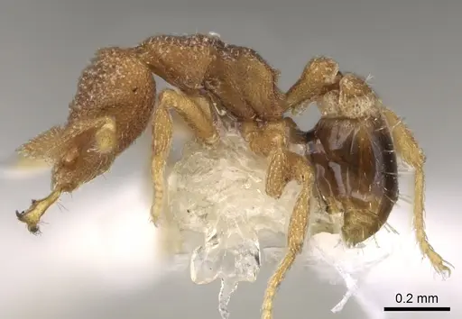 Strumigenys eurycera specimen