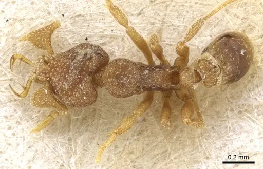 Strumigenys eurycera - CASENT0904963