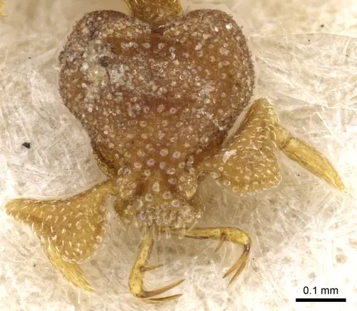 Strumigenys eurycera - CASENT0904963