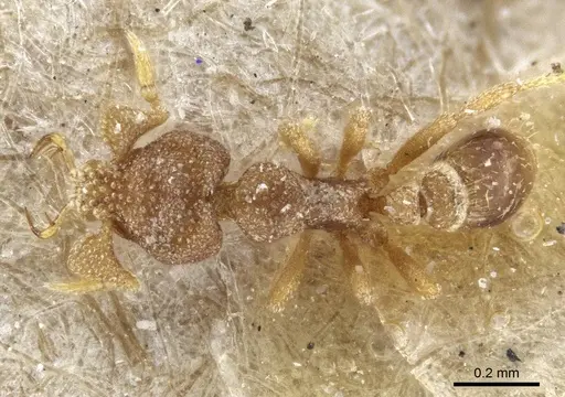 Strumigenys eurycera - CASENT0916682