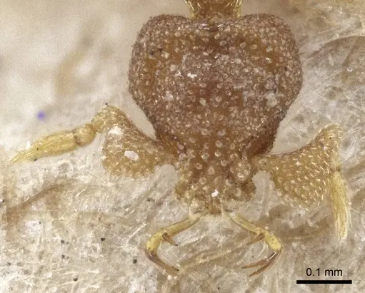 Strumigenys eurycera - CASENT0916682