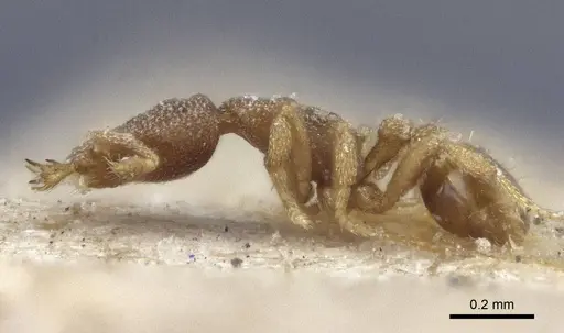 Strumigenys eurycera - CASENT0916682