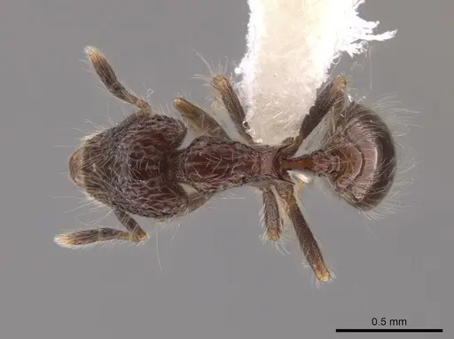 Strumigenys excisa specimen