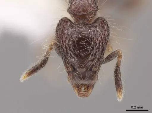 Strumigenys excisa specimen