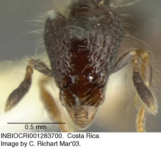 Strumigenys excisa - INBIOCRI001283700