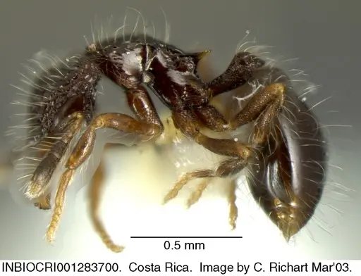 Strumigenys excisa - INBIOCRI001283700