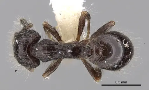 Strumigenys excisa - INBIOCRI001283701