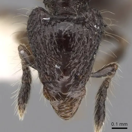 Strumigenys excisa - INBIOCRI001283701