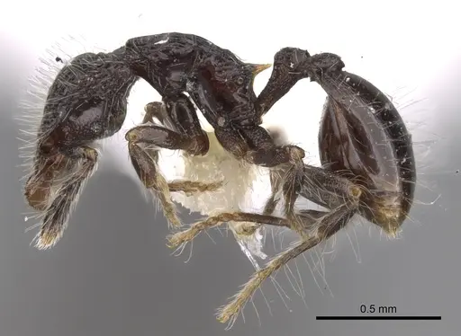 Strumigenys excisa - INBIOCRI001283701