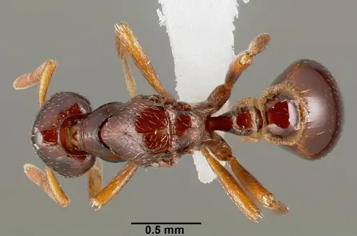 Strumigenys exiguaevitae specimen