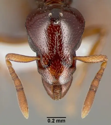 Strumigenys exiguaevitae specimen